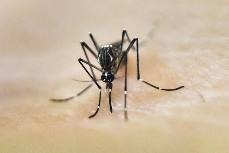 gen5-dengue-mosquito-afp_2019-04-05_23-25-22