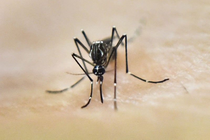 gen5 dengue mosquito afp 2019 04 05 23 25 22