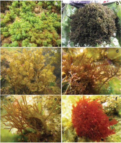 seaweeds